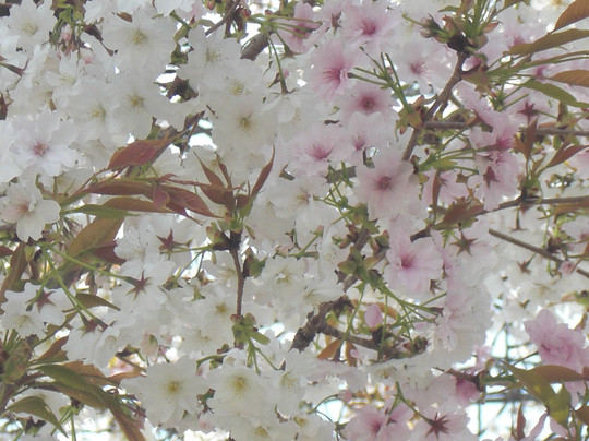 Iden Kenkyujo Sakuranamiki