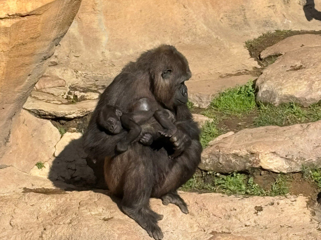 Bioparc Fuengirola-福恩吉罗拉必去景点