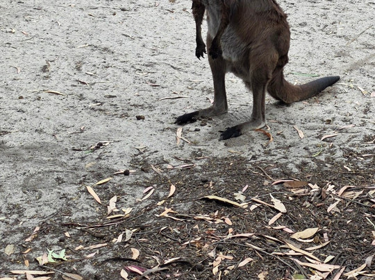 Kangaroo Island Wildlife Park-塞登必去景点
