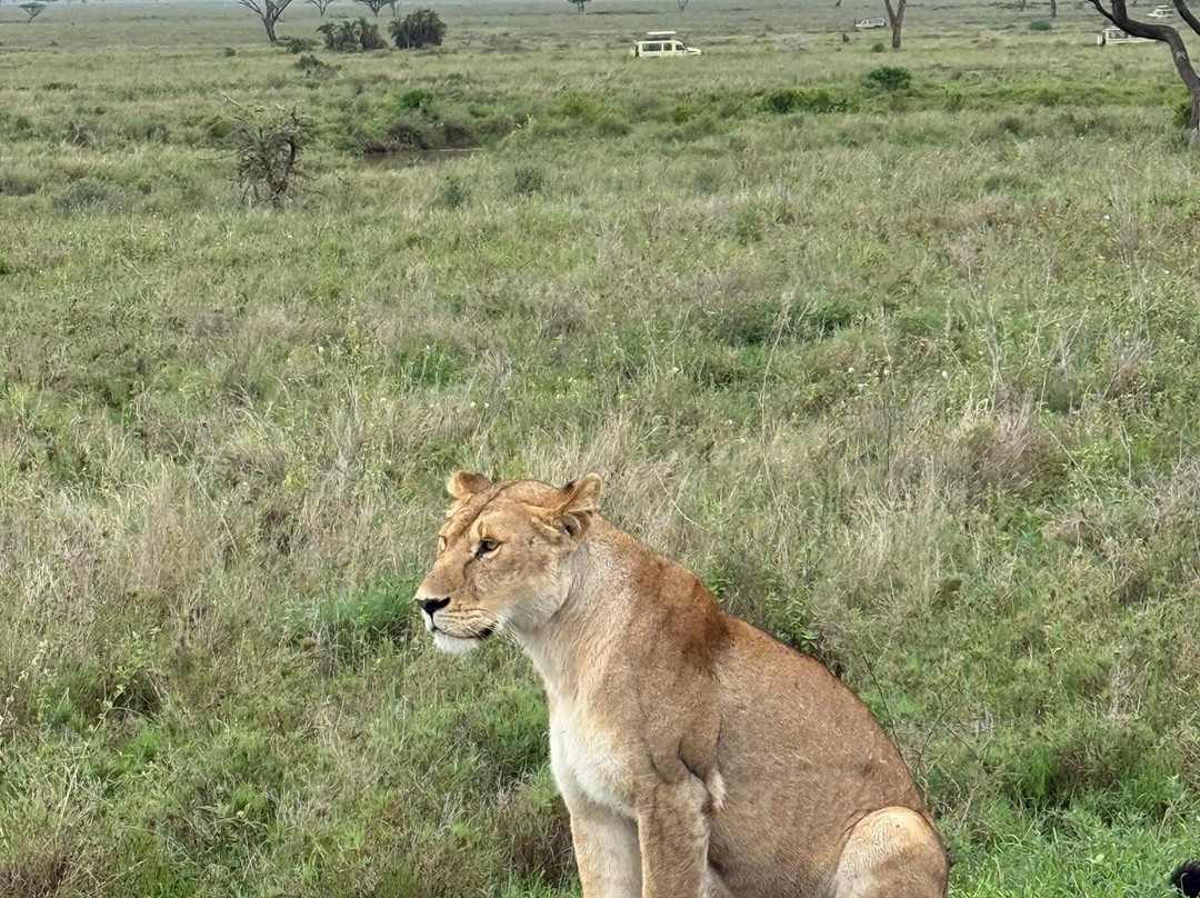 African Scenic Safaris-莫西必去景点