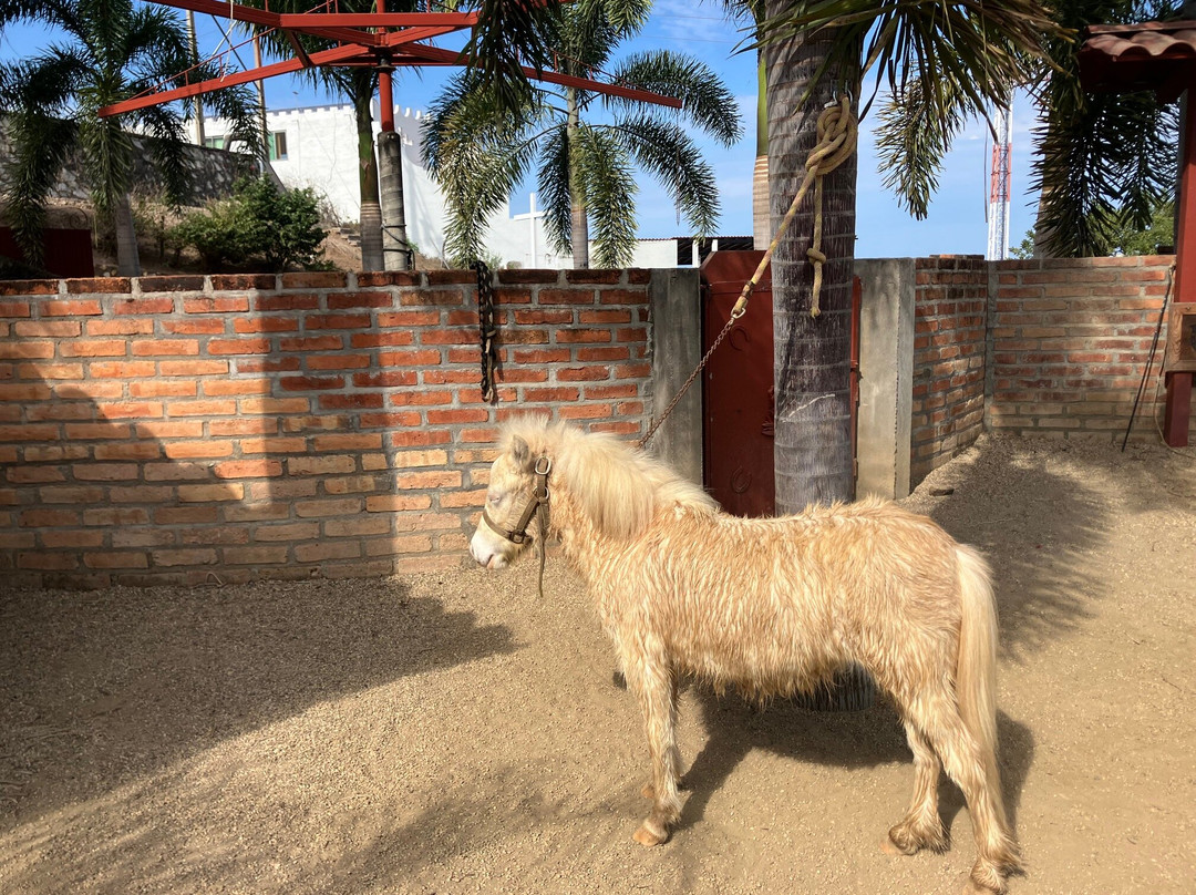 Jaltemba Equine Education Project (J.E.E.P.)-La Peñita de Jaltemba必去景点