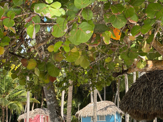 Muy Divertido Excursiones-Dominicus必去景点