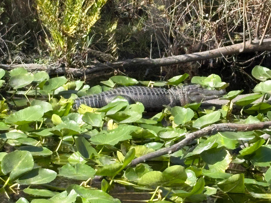 Alligator Kingdom Airboat Tours-Satsuma必去景点