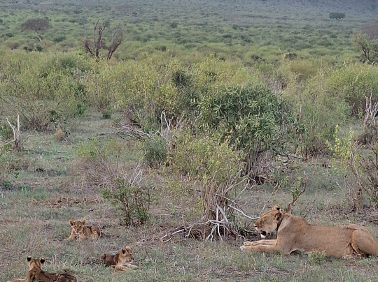 Live Kenya Con Prezzemolo-瓦塔木必去景点