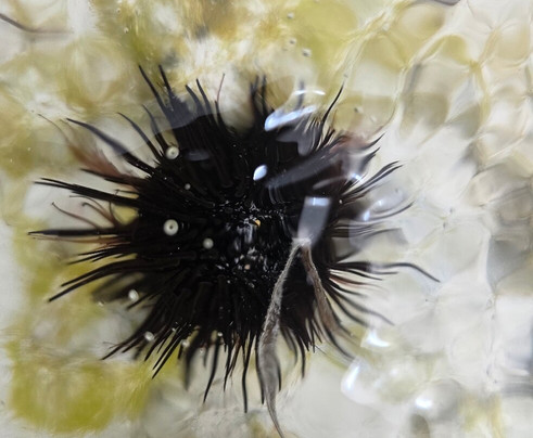 Ishaka Zanzibar Tours & Travel-必韦久必去景点