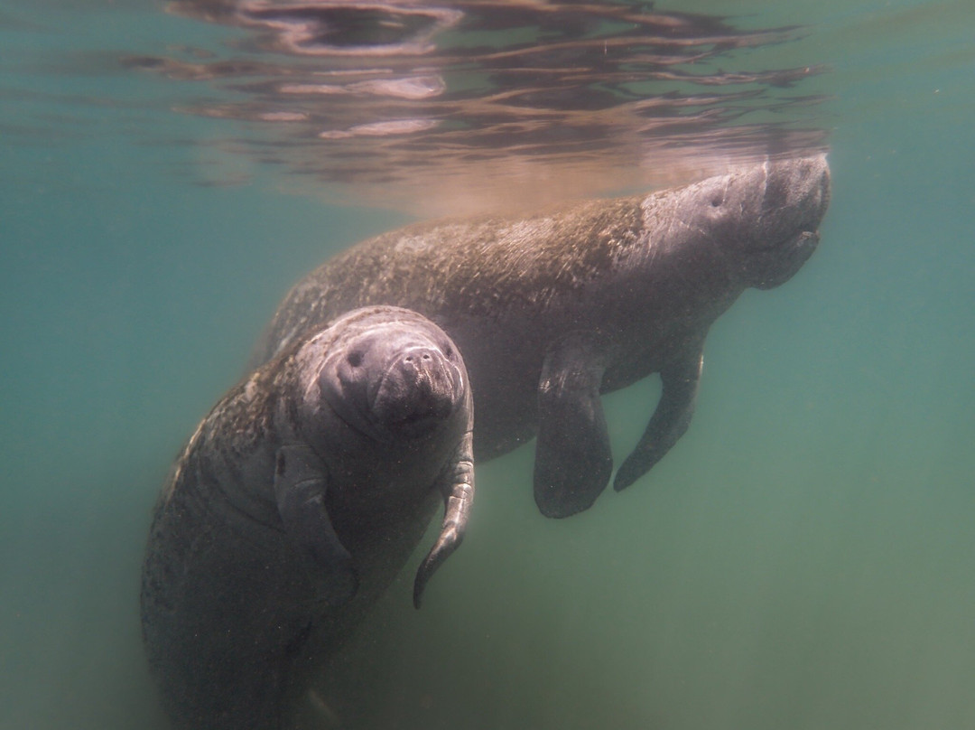 Swim With Manatees-克里斯特尔里弗必去景点