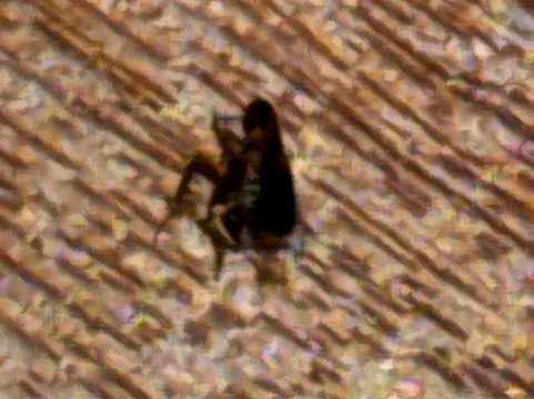 艾丽斯拉昆塔温德姆套房酒店主图