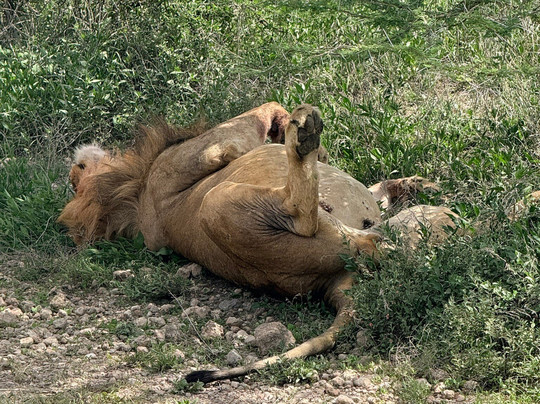 Ndutu Lake-恩戈罗恩戈罗保护区必去景点