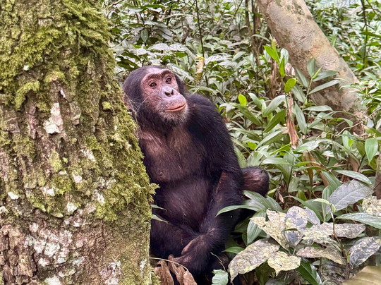 Gorilla Trek Africa-吉佳利必去景点