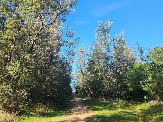 Lake Curalo Boardwalk-伊登港必去景点
