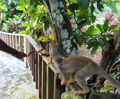 Monkeyland-Higuey必去景点