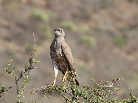 Gemfinders Safaris-内罗毕必去景点
