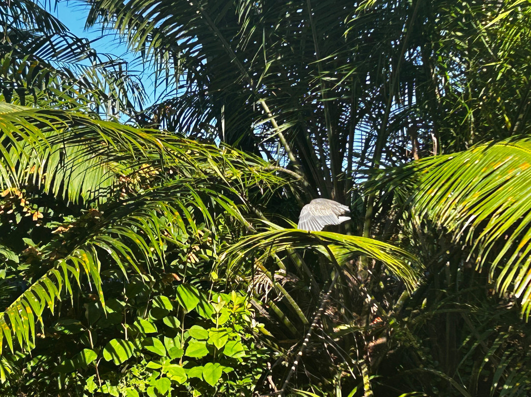 Sierpe - Ever Green-Sierpe必去景点