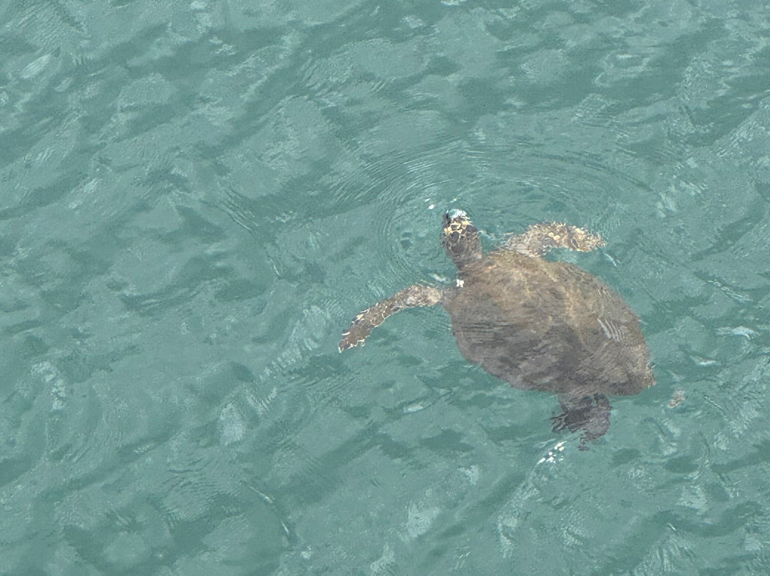 Polynesian Adventure Tours-夏威夷大岛必去景点