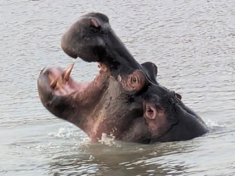 Devine African Safaris-吉佳利必去景点