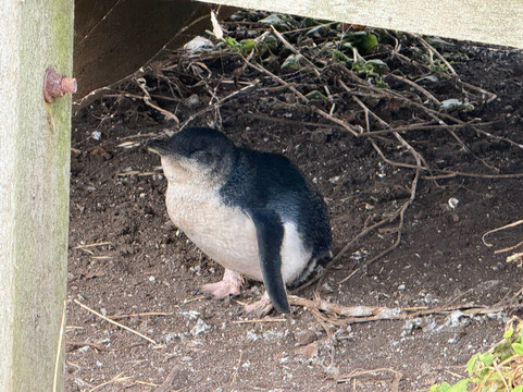 Mr. John Tours-墨尔本必去景点
