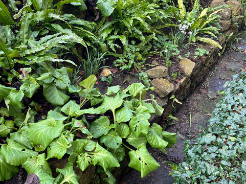 East Lambrook Manor Gardens-South Petherton必去景点