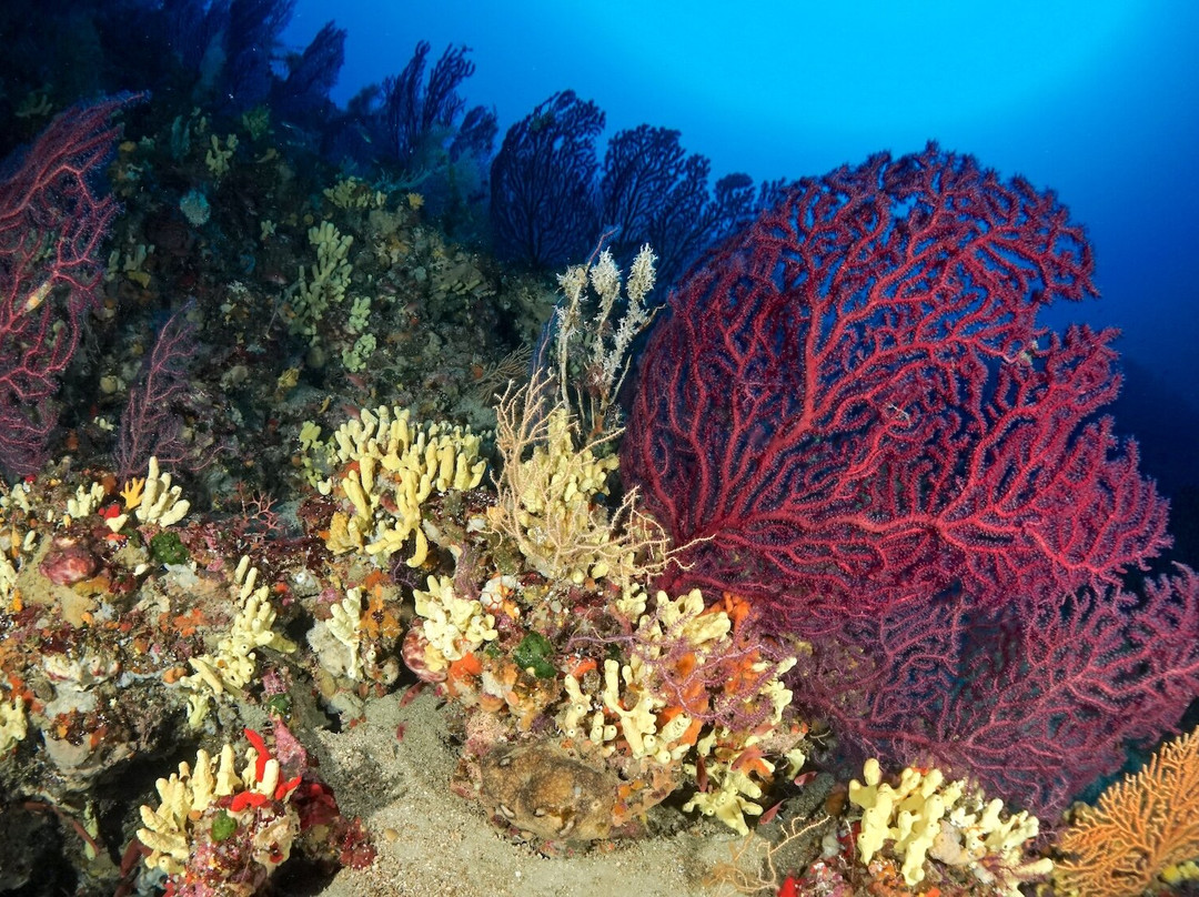 Argentario Divers-Porto Ercole必去景点