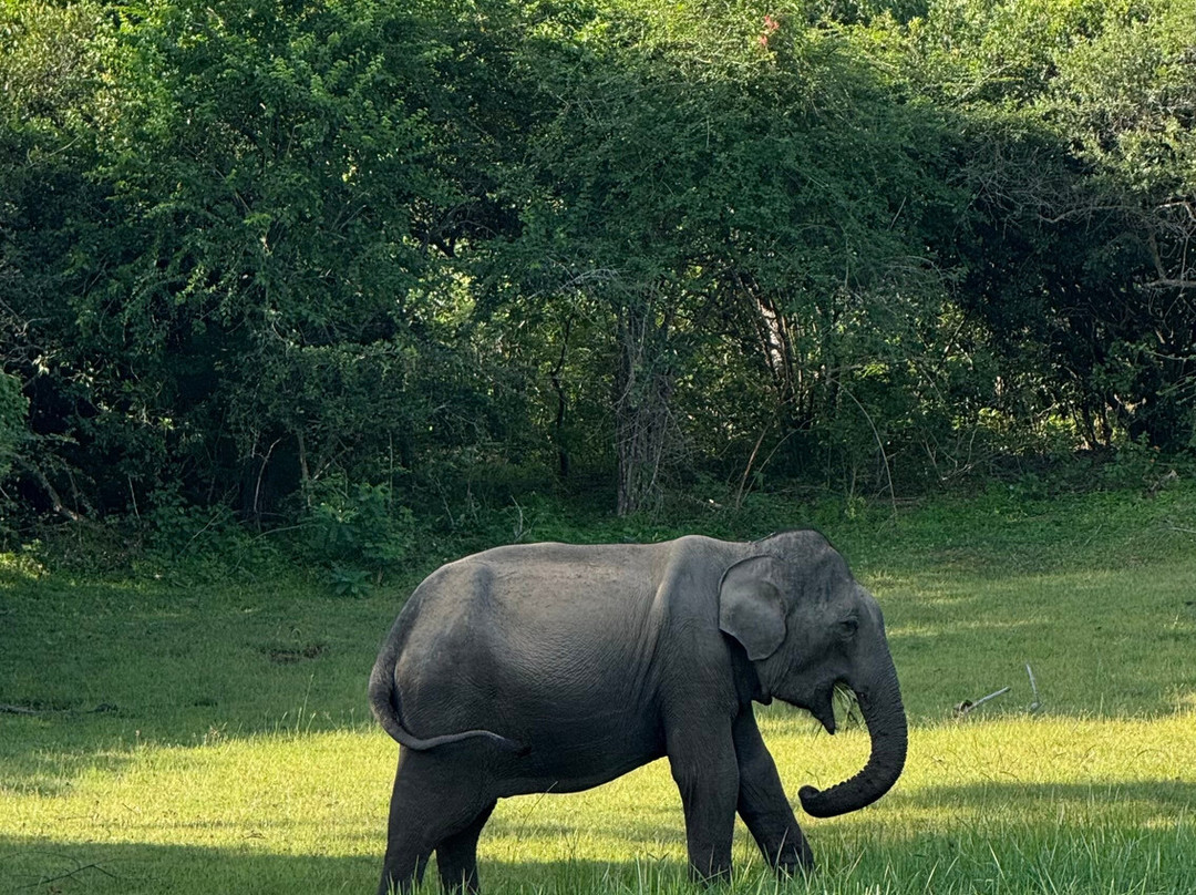 Yala Yewon  Tours-蒂瑟默哈拉默必去景点
