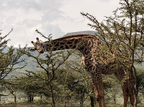 Safari360-莫西必去景点