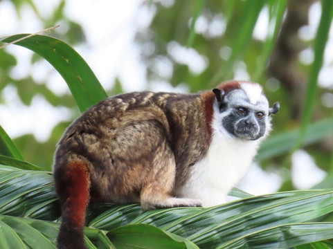 Trips Panama-巴拿马城必去景点