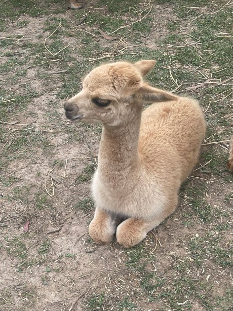 老鹰伊思凯普景观酒店-官方