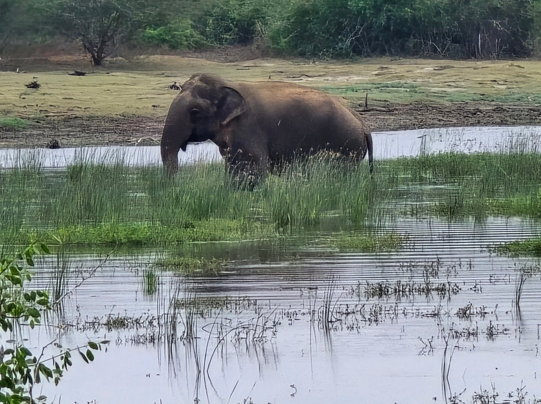 Bundala Wings And Wild Guilde Tours-Hambantota必去景点