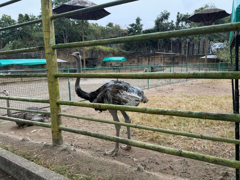 Clark Safari And Adventure Park-克拉克自由港区必去景点