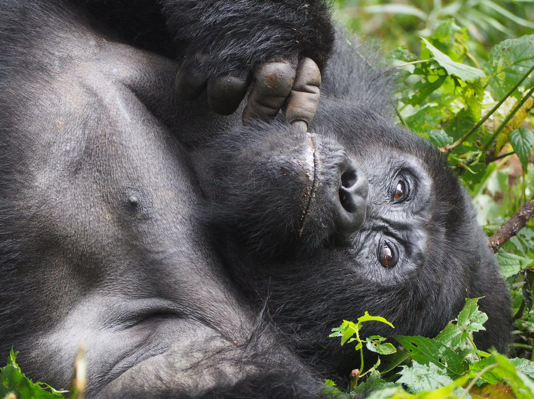 Devine African Safaris-吉佳利必去景点