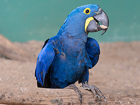 Zoo Das Aves-Pocos de Caldas必去景点