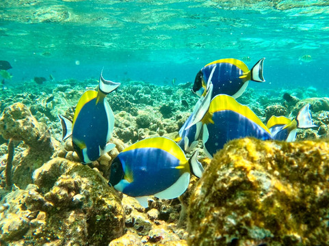 Omadhoo Coral View Inn主图