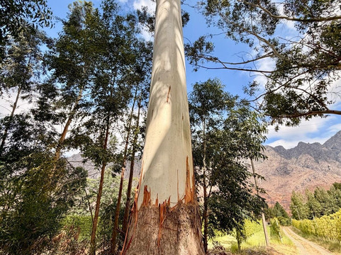 Stony Brook Vineyards-法兰舒克必去景点