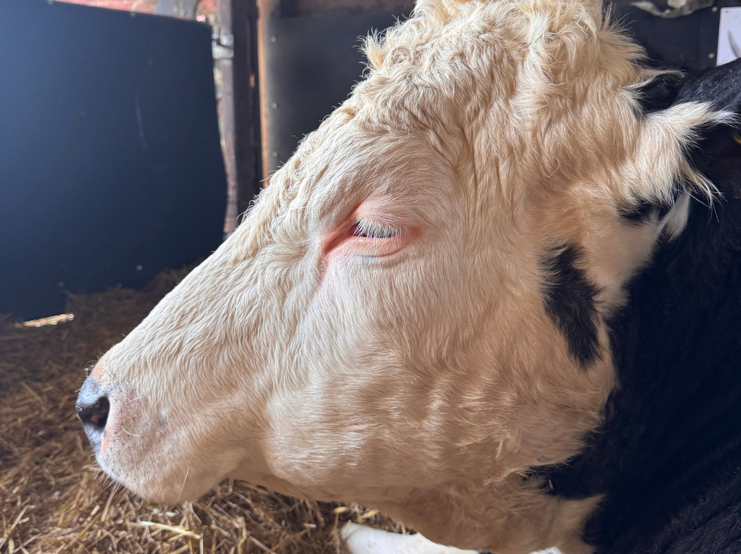 Dumble Farm-比弗利必去景点