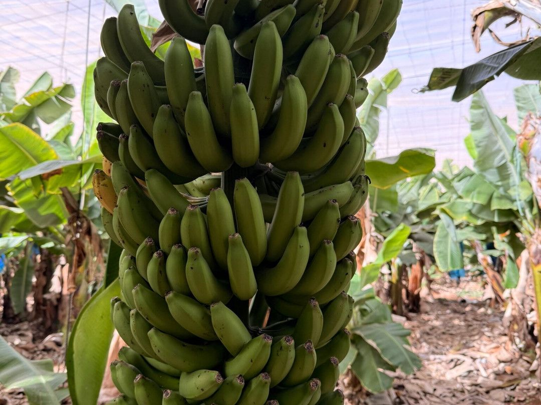 Finca Las Margaritas Banana Experience-拉斯加勒塔斯必去景点
