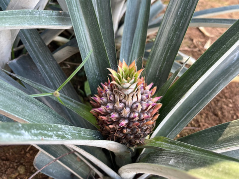 The Best Pineapple Tour Costa Rica-Rio Cuarto必去景点