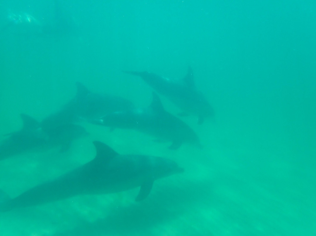 Kangaroo Island Marine Adventures-金斯科特必去景点