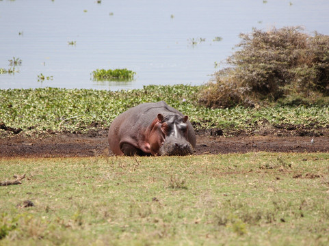 Crescent Island Game Sanctuary-奈瓦夏必去景点