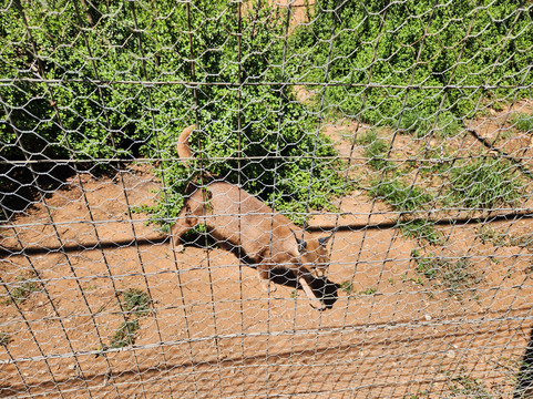 Daniell Cheetah Project-Kirkwood必去景点