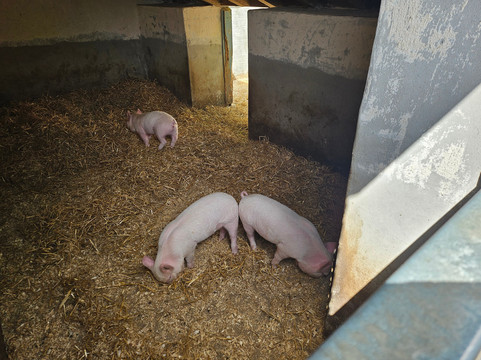 The Castle & Gardens of Mey-Thurso必去景点