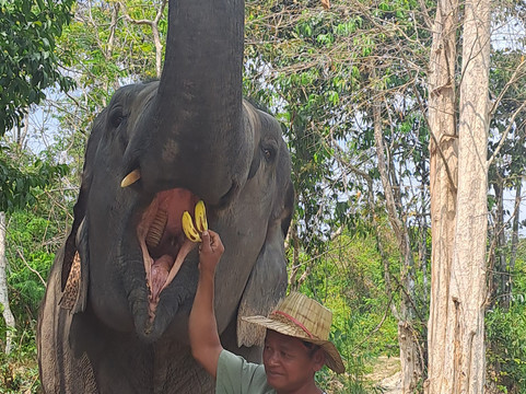 Kulen Elephant Forest-暹粒必去景点