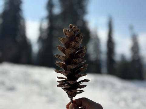 Nishat Tours And Travels-斯利那加必去景点