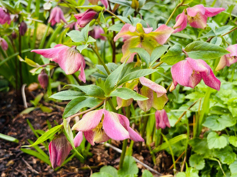 Greba Secret Gardens Greyabbey-Greyabbey必去景点