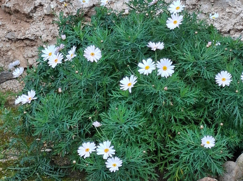 Castillo de Polop-Polop必去景点