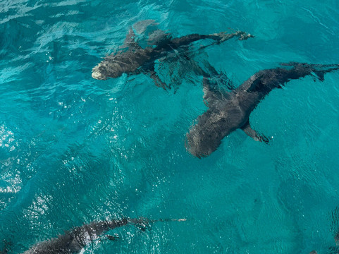 Neal Watson's Bimini Scuba Center-Alice Town必去景点