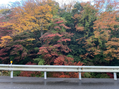 Maple Road-富津市必去景点