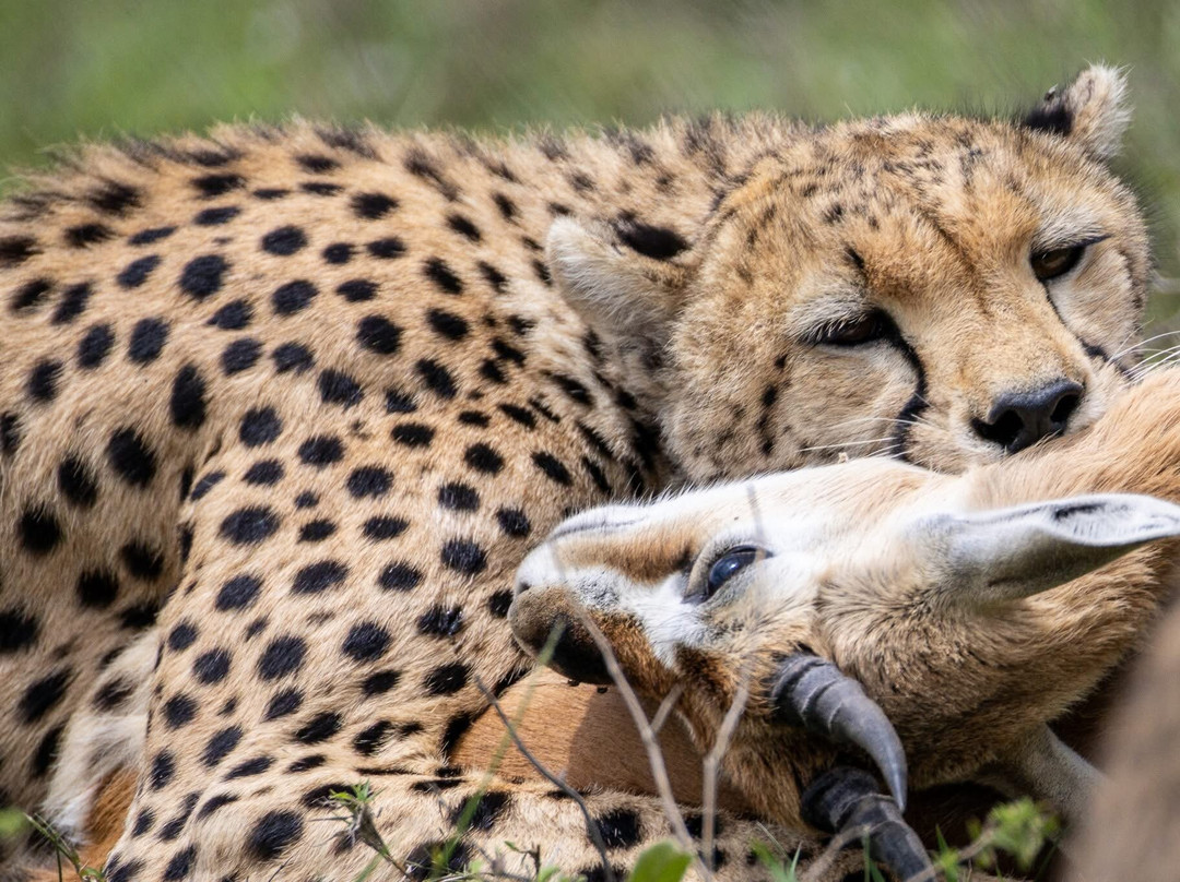 Earthlife Expeditions-阿鲁沙必去景点