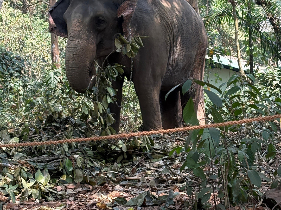 Abhayaranyam Zoo-Kodanad必去景点