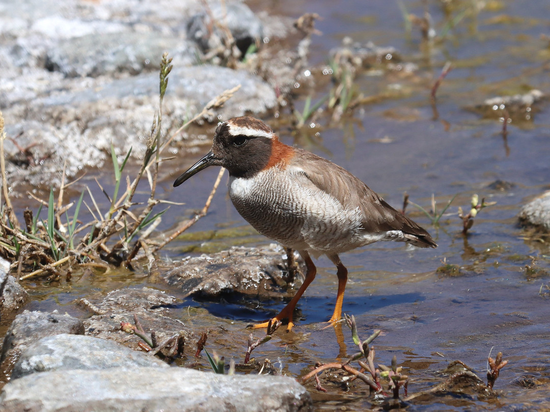 Albatross Birding & Wildlife Photography in Chile-圣地亚哥必去景点