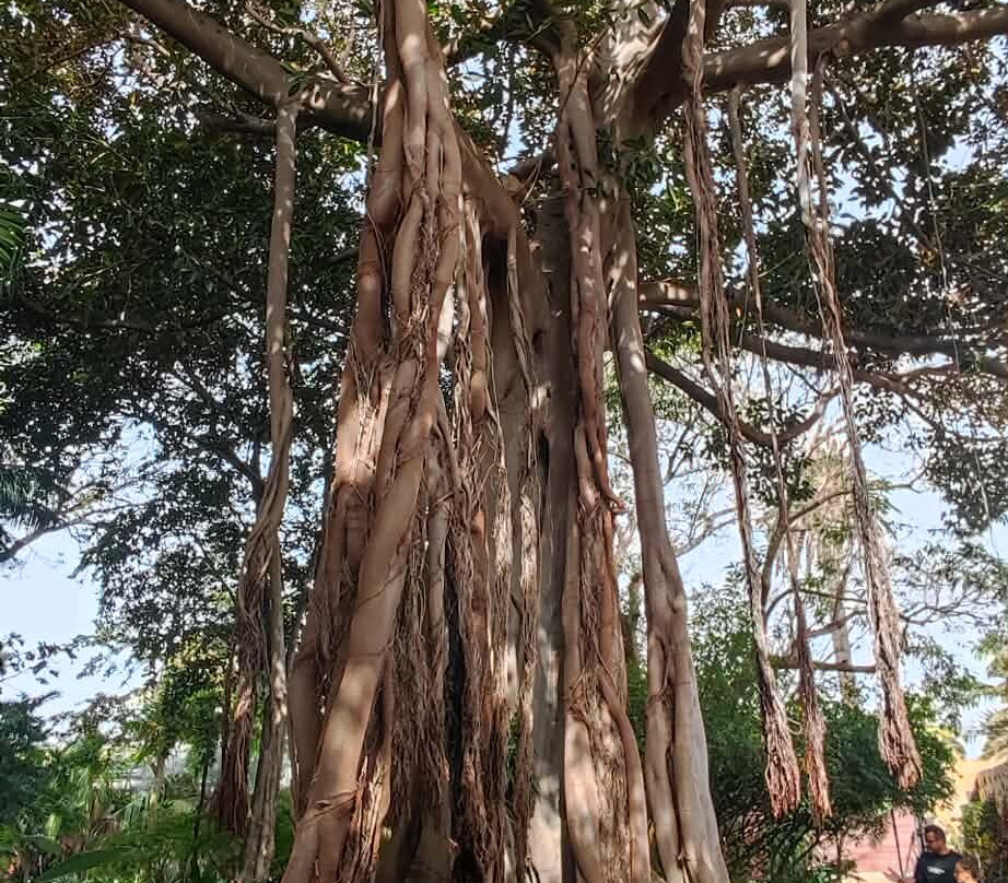 Botanischer Garten-德拉克鲁兹索尔港必去景点