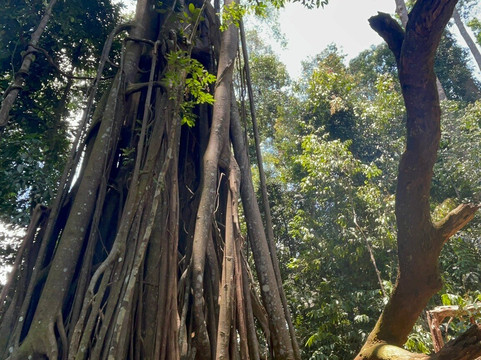 Bukit Lawang Travel-武吉拉旺必去景点